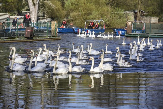قوهای سفید آلستر امروز به محله‌ی زمستانی منتقل می شوند