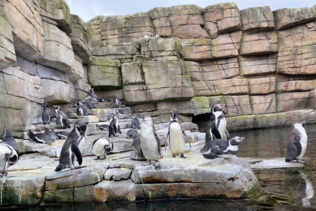 بالصور.. زيارة لحديقة الحيوان في مدينة هامبورغ