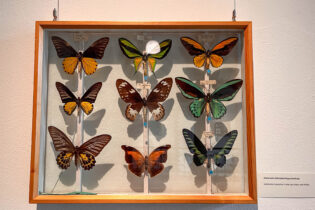 ماذا تعرفون عن “معرض الفراشات الجذابة” بمتحف فلنسبورغ؟