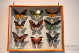 Museumsberg Flensburg نمایشگاه پروانه