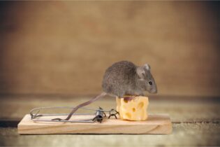 افزایش موش‌ها در خانه‌های هامبورگ: اکنون چه باید بکنیم؟