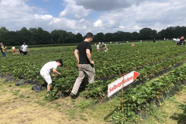 الفرصة الأخيرة لقطف الفراولة في مزارع هامبورغ!