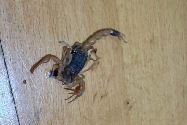 ألمانيا.. سيدة سورية يلدغها عقرب سام داخل طرد من “شي إن”!