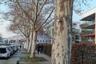 مراقب الأشجار